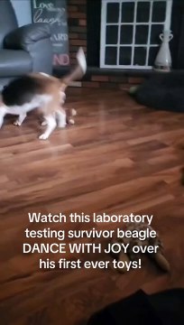 La réaction de cet ancien chien cobaye face à son premier jouet attendrit les internautes