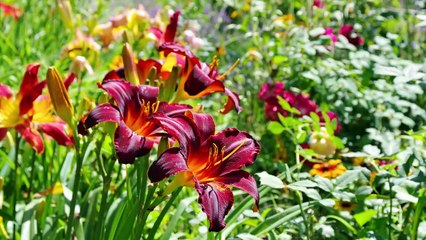 Wieloletnie kwiaty, które lubią słońce