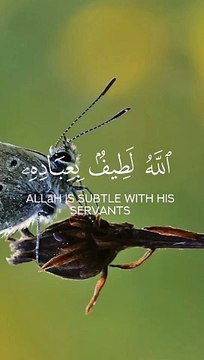 Quran Surah #Quran#surah #islamic #islamic_video