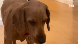 Ce chiot maltraité ne sait que dormir debout : 15,8M d'internautes assistent bouche bée à sa transformation (vidéo)