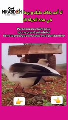A bird trying to protect its eggs. The mother’s affection cannot be replaced by any other emotion