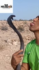 Taming poisonous snakes in Morocco