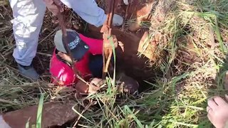 Vídeo mostra bombeiros retirando vaca que ficou presa em buraco