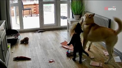 Elle reçoit un colis pendant son absence et vérifie sur la caméra de ses chiens : le chaos est total