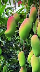 Zameen O Aasman Ke Banane Wale