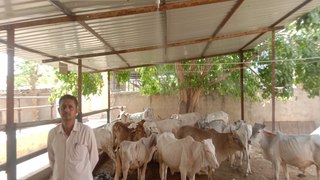 गायों को गर्मी से बचाने को किया नवाचार, गोशाला में लगे फॉगिंग फव्वारे