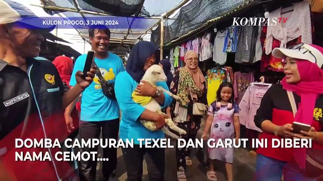 Domba Ini Muncul di TikTok dengan 1.000 Pengikut, Pakai Popok, Baju, dan Sering Jalan-jalan