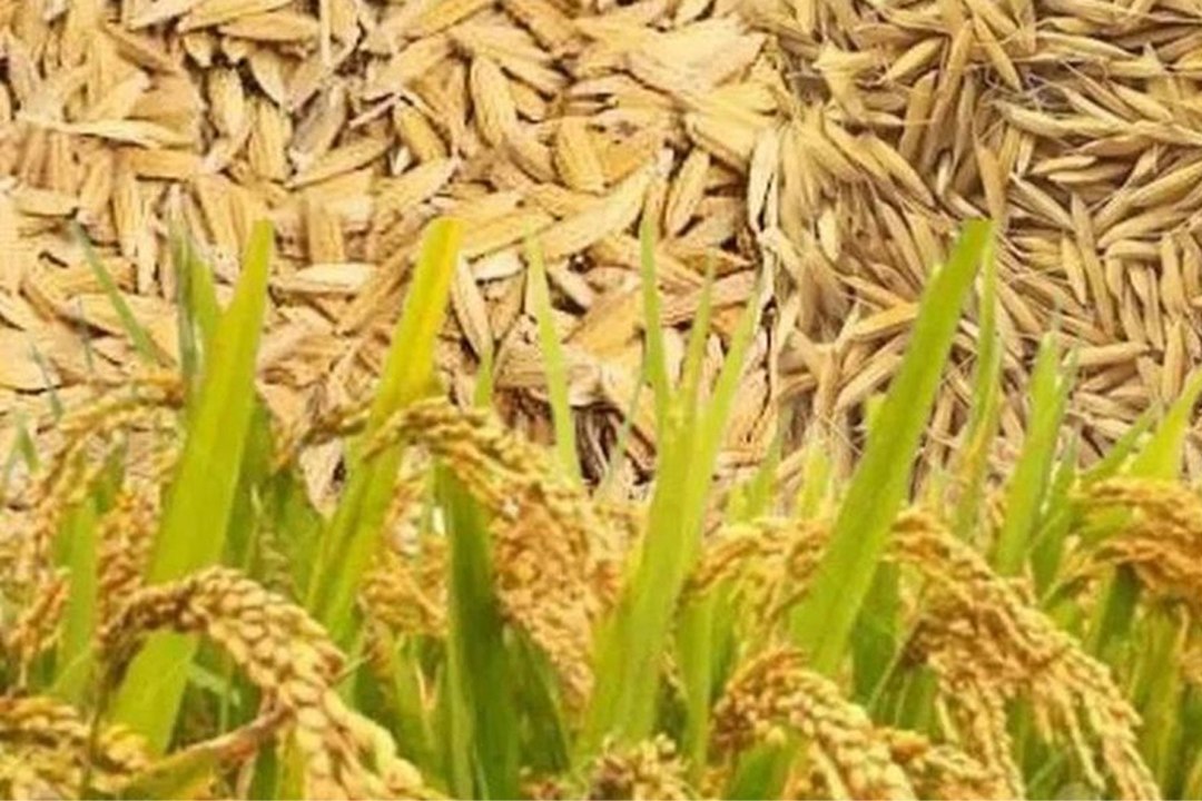 लिवाली निकलने से धान के भावों में तेजी, सोयाबीन, चना व सरसों में मंदी रही