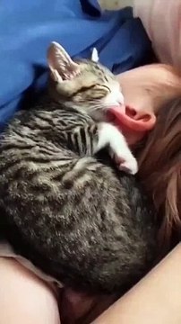 chat qui tète l'oreille de sa maîtresse