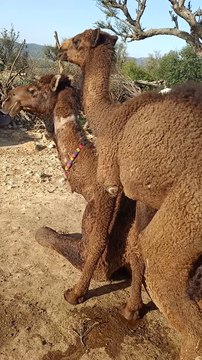 Soon valley Sakesar Khushab animals