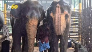 These Elephants Are Beating the Heat With Foggers