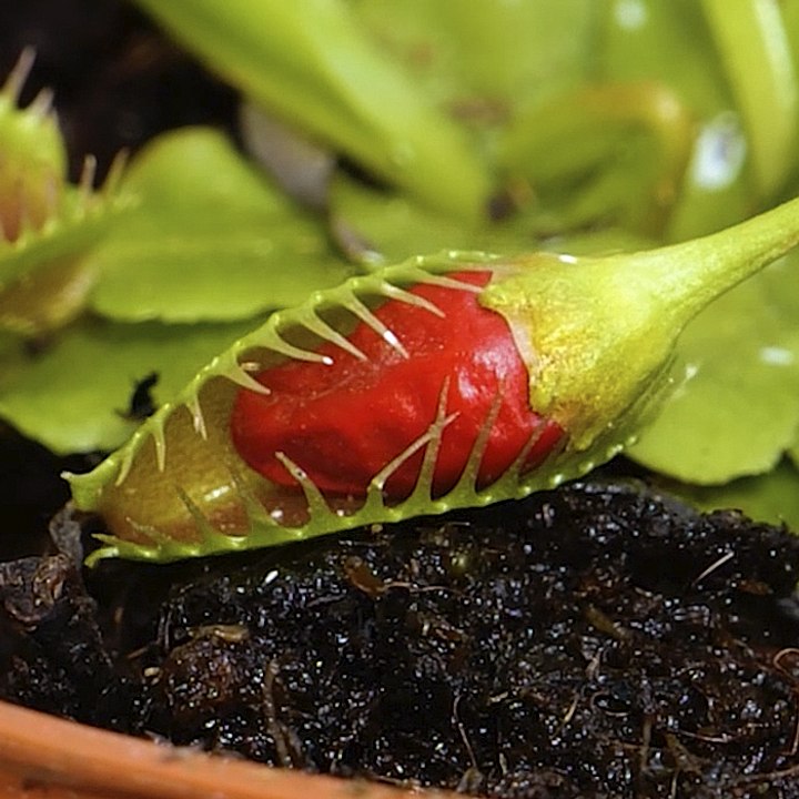 Easy natural ways to get rid of pests that could ruin your plants and garden!