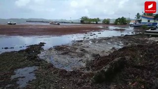 Arrivée massive de sargasses au Robert