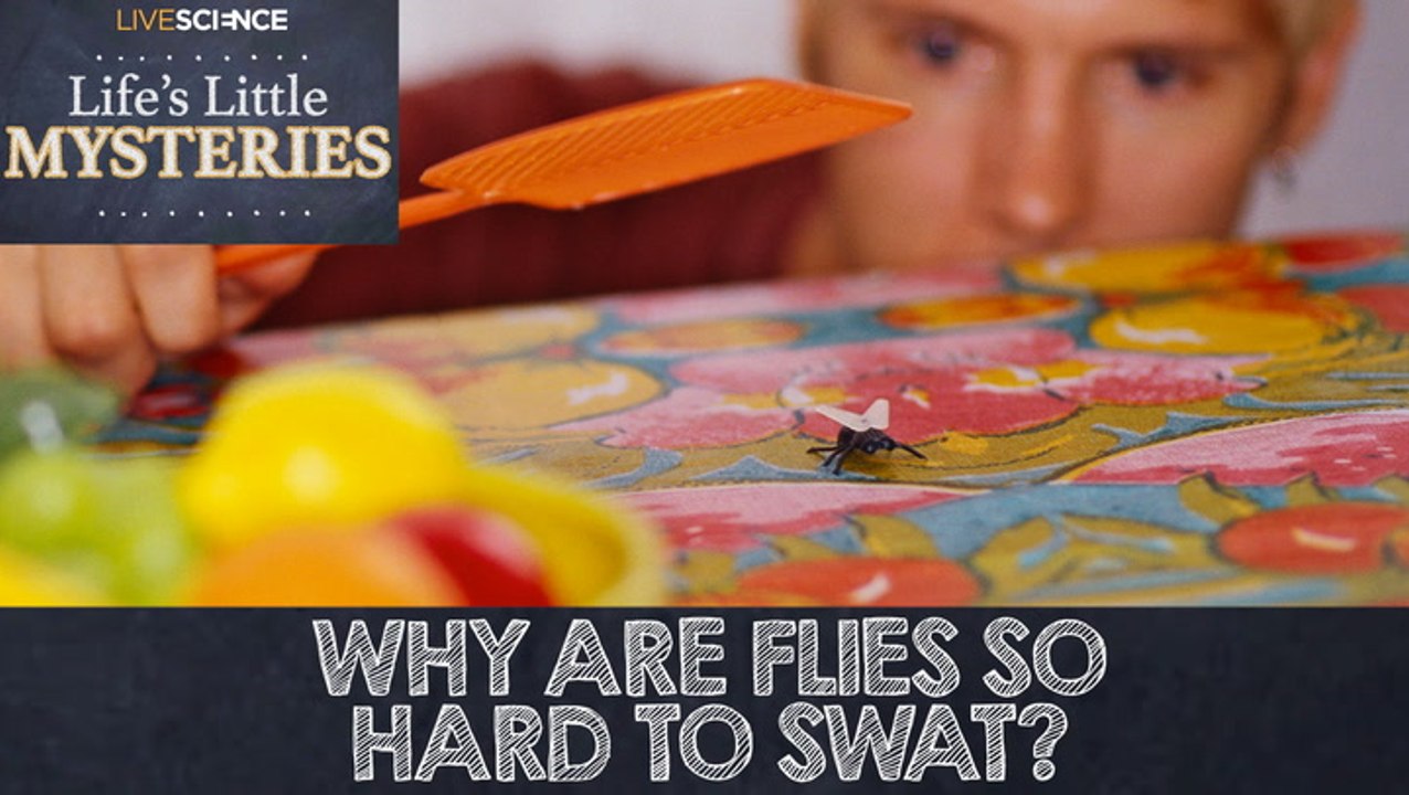 Why Are Flies So Hard To Swat? - video Dailymotion
