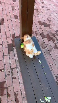 A worried little rabbit Cute pet debut plan Rabbit pastoral little cute pet