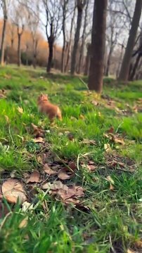 A cute little rabbit is cute. Rabbit. A cute little cute pet in the countryside.