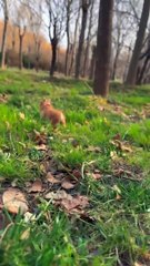 A cute little rabbit is cute. Rabbit. A cute little cute pet in the countryside.