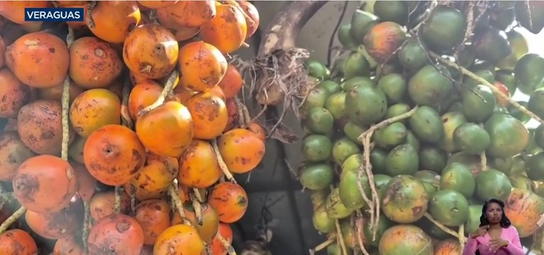 Realizan investigaciones para la protección de plantaciones de cítricos, pixbae y marañón en Veraguas