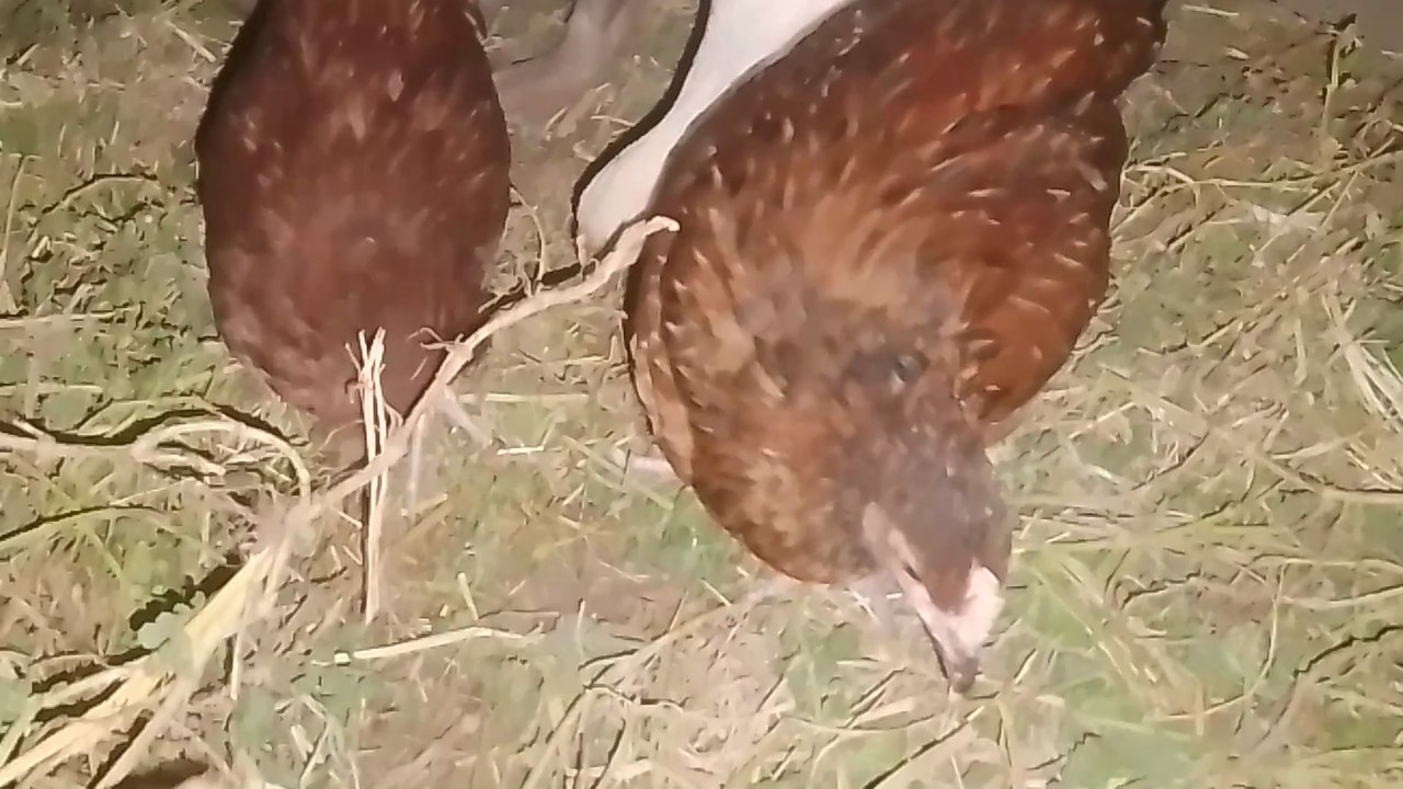 Chickens