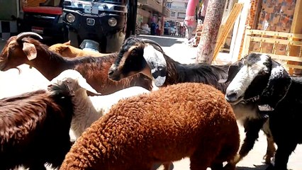 مجموعه من الاغنام والخرفان تسيطر علي شارع وسط المدينه