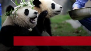 China presta dos pandas al zoológico de San Diego
