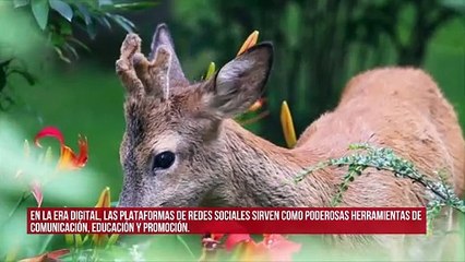 Aseguran que las selfies con la vida silvestre afecta a las especies