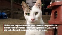 El hacinamiento en los refugios provoca altas tasas de eutanasia en perros y gatos