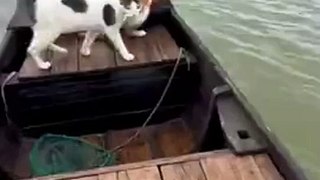 Un chat pressé se jette à l'eau