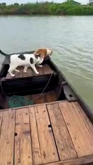 Un chat pressé se jette à l'eau