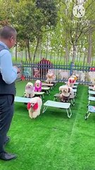 It's funny entertainment channel for all age