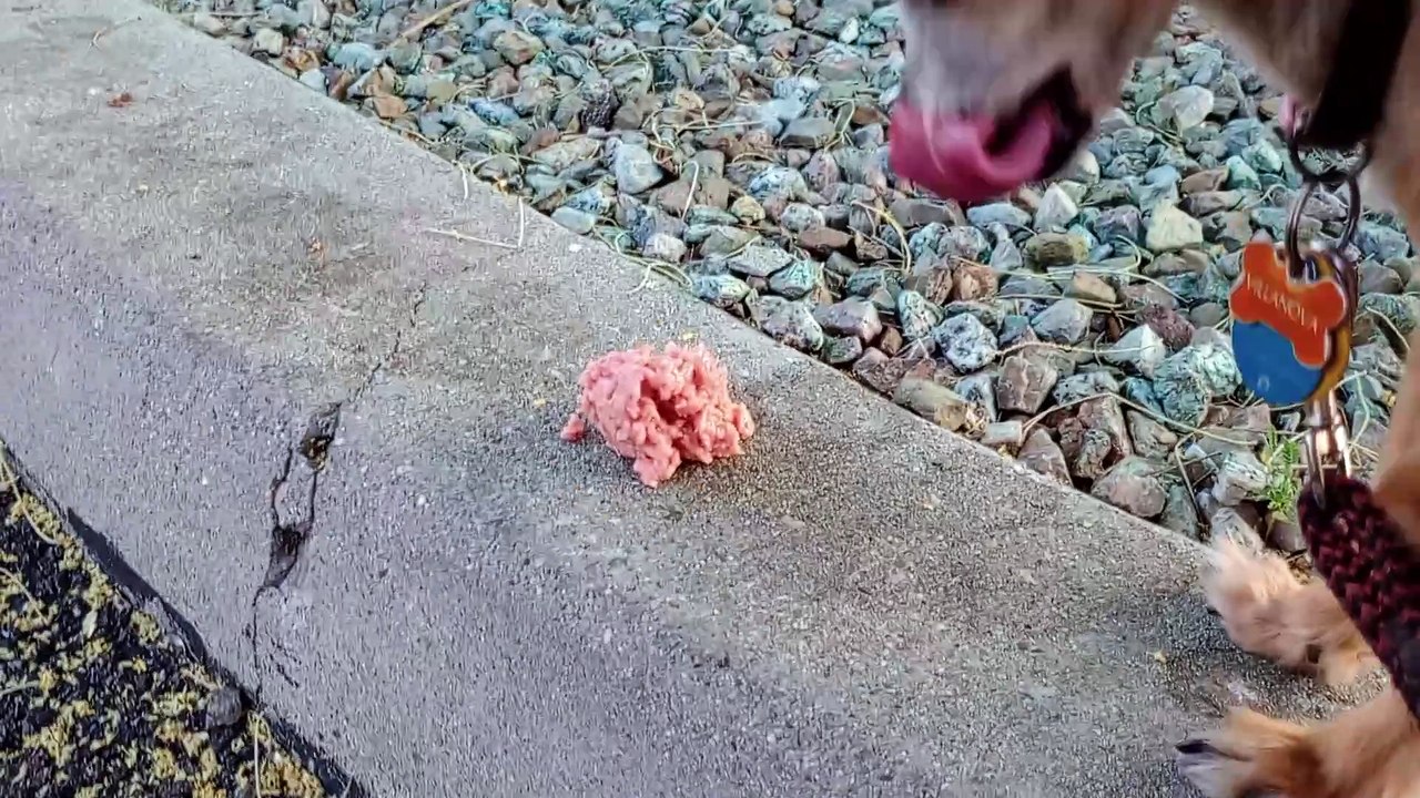 Ozzyta Villanova; earlier I washed Ozzyta's gums with Oratene Brushless Enzymatic Oral Care Gel VID_20240528_183430532