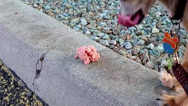 Ozzyta Villanova; earlier I washed Ozzyta's gums with Oratene Brushless Enzymatic Oral Care Gel VID_20240528_183430532