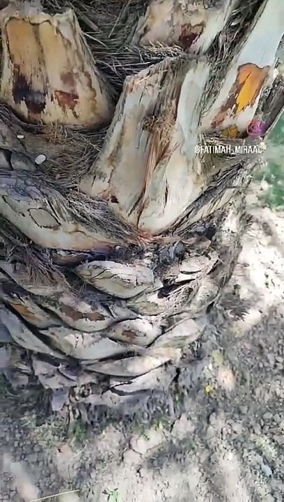 پیارا باغ