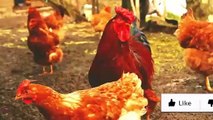 Las 5 Mejores Gallinas Ponedoras y Más Rentables