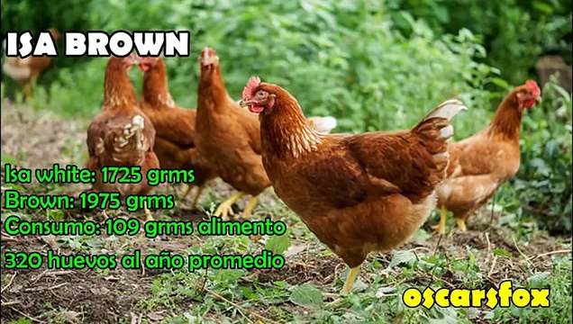 Top 7 Super Gallinas Ponedoras Mejores Razas