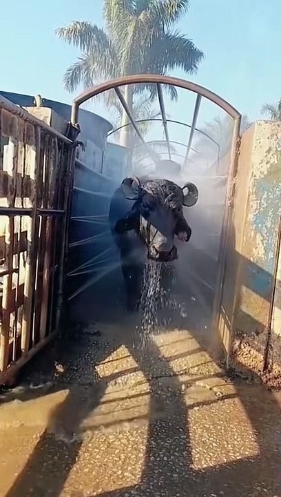 Buffalo  bathing 