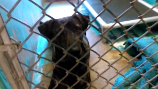 Old film 19 _Kids_ at The Humane Society of Southern Arizona that are-were Available for Adoption on 7-11-17_-Jaxx Shepherd 4yr Old Male knows sit_-Bailey_7-13-2017old1344057275689437