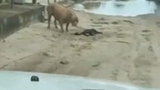 Pitbulls atacam gato na Barra Nova