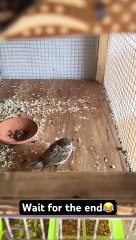 Rescue house sparrow chick part 2 shorts