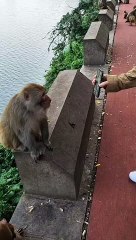 Look, even the monkey is busy watching the reels