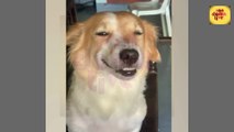 Hilarious Animal Videos | Funny Pets Videos | Funny Animals Fails | Pets Lovers | Funny Cats and Dogs Videos | All Animals Fun Time |