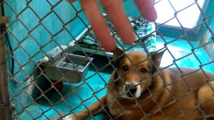 Old film❤️About 17 Kids Adoptable❤️Humane Society of Southern Arizona❤️AnnWilsonHarleySunny7-21-2017old1352317358196762