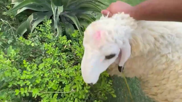 Qurbani Ka Bakra Le Liya | Bakray Aur Shippu Ki Dosti Nahi Ho Rahi