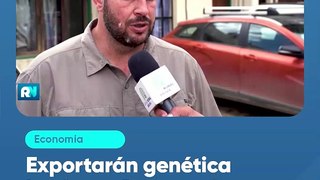 Exportarán genética bovina a Guatemala