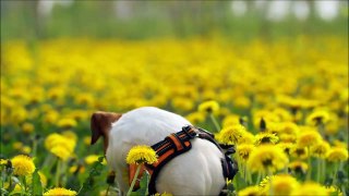 ANIMAIS NO ESPAÇO, VOCÊ CONCORDA?