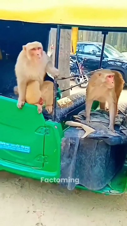 Monkey By-cycle Race: | Jay Shree Ram |