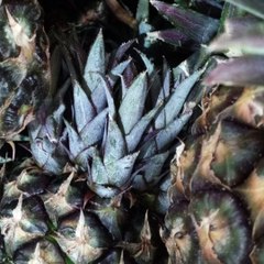 -ANDRÉS DE JESÚS VÉLEZ FRANCO- SAN FRANCISCO, CIUDAD DESNUDA: VERSIÓN AMERICANA (PARTE 2) (@AndresdeJesus90)