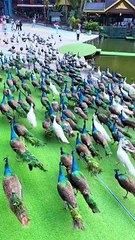 Peacock Gang going to fight