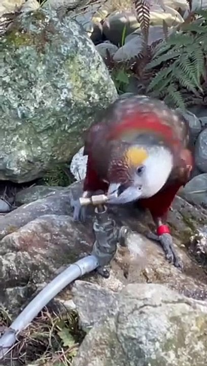 Pyasaa Bird
