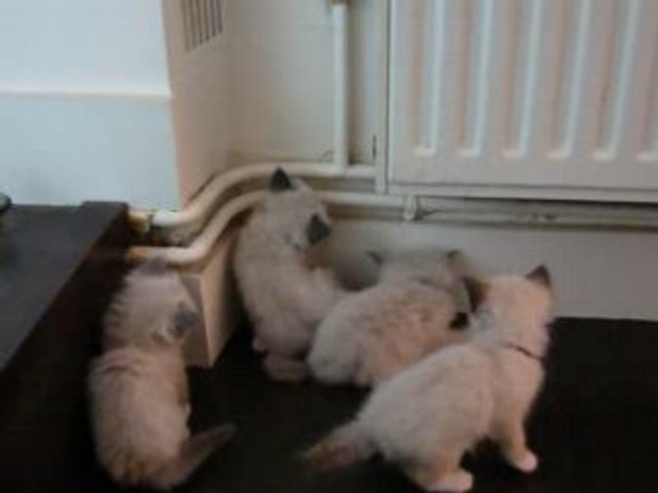 Chatons réparant un radiateur